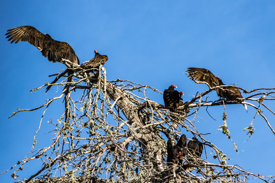 Turkey Vulture Cathartes aura roost