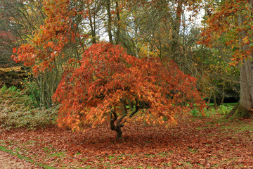 The beautiful Autumn colours of a woodland scene