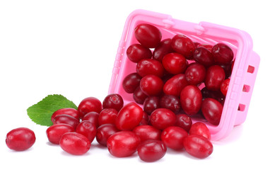 dogwood berries in pink box isolated on white background