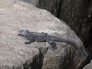 Marine Iguana, Amblyrhynchus cristatus mertensi, San Cristobal, Galapagos, Ecuador