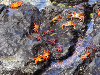The red rock crab, Grapsus grapsus, is very abundant in the galapagos. San Cristobal, Galapagos, Ecuador