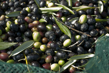 detail: hand picking olives from plants, green, black, beating, to obtain extra virgin oil, through processing, food full of antioxidants, Taggiasca variety, autumn winter, Riviera, Liguria, Italy
