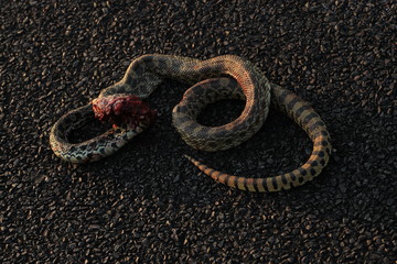 Dead snake on road