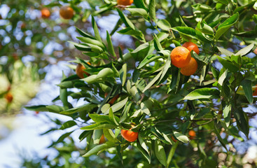 tangerines on a tree