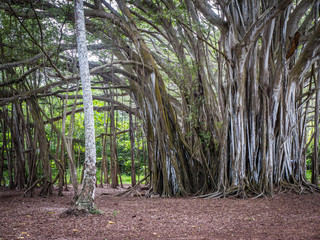 Oahu Banyan Tree at Kawela Bay