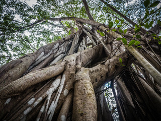 Oahu Banyan Tree at Kawela Bay