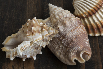 Seashells on a Table