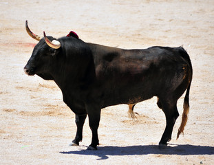 bull in spain