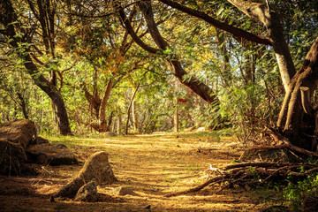 Waldlichtung Portugal