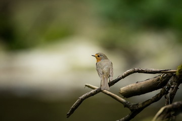 Erithacus rubecula. European small bird, ubiquitous throughout Europe. Besides the north of Scandinavia, it is also found in north-west Asia and North Africa. Free nature. The wild nature of the Czech