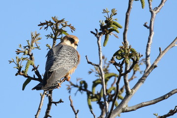  Common Kestrel (Falco tinnunculus) sitting on a tree branch. ukraine. 2017