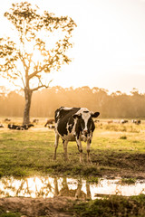 Cow in a Field at Sunset