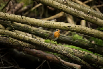 Erithacus rubecula. European small bird, ubiquitous throughout Europe. Besides the north of Scandinavia, it is also found in north-west Asia and North Africa. Free nature. The wild nature of the Czech