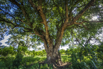 Wonderfull tree in backlit in Kruger National park, South Africa