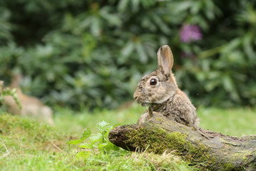Rabbit with large ears