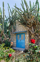 Fototapeta na wymiar door in the background of cacti