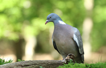 Common wood pigeon