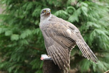 Goshawk mantling her prey