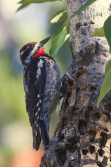 Male woodpecker red