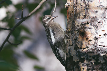 Female woodpecker