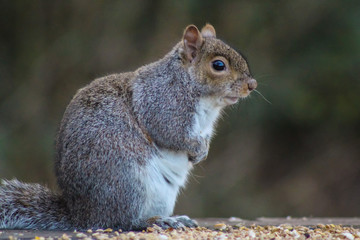 squirrel 5
