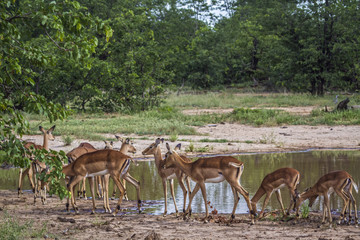 Naklejka na ściany i meble Common Impala in Kruger National park, South Africa