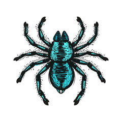 spider tarantula vector color drawing