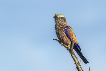 Rufous crowned Roller in Kruger National park, South Africa