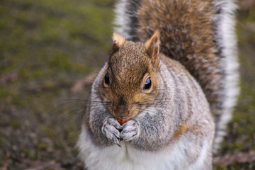 squirrel 1