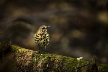 Turdus philomelos. Resident of forests and gardens. Expanded throughout Europe. Wild nature of Czech. Free nature. Photographed in Czech. Spring. Beautiful nature photos. From bird life.