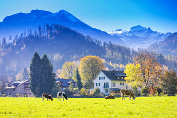 Beautiful of Alps mountain and cattle and at Autumn in Interlaken canton, Switzerland