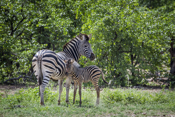 Plains zebra in Kruger National park, South Africa