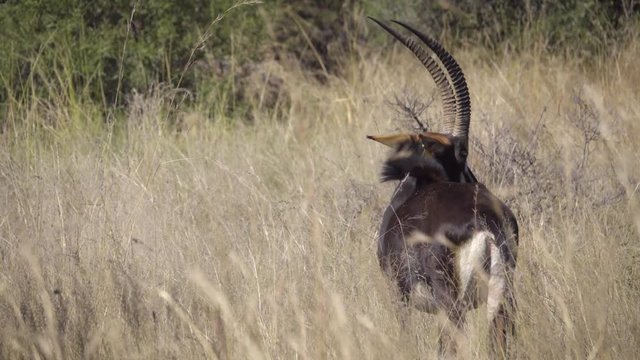 Sable standing in the bush