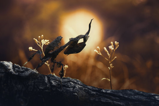 Ghos mantis in sunset, Phyllocrania paradoxa