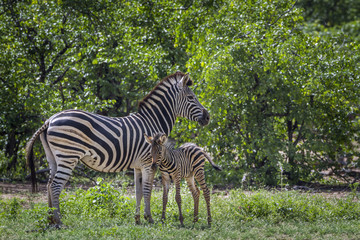Plains zebra in Kruger National park, South Africa