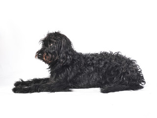 Shaggy Wolfhound cross