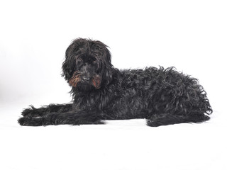 Shaggy Wolfhound cross