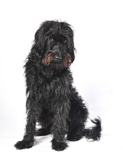 Shaggy Wolfhound cross