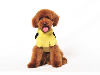 Poodle wearing clothes