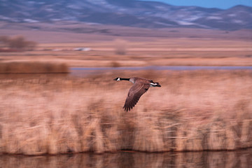 Canada Goose Flying Low Over a Marsh at Dawn