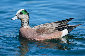 American Wigeon Drake Swimming In A Lake