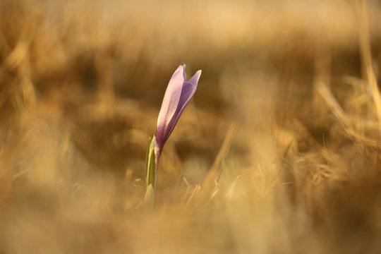 Crocus albiflorus. A rare plant. Free nature of Czech. Spring nature in Czech. Plant in the mountains. Nature. Wild.