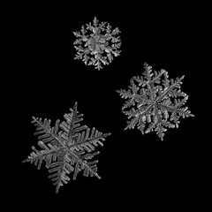 Three snowflakes isolated on black background. Macro photo of real snow crystals: stellar dendrites...