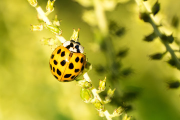 Asian ladybeetle (Harmonia axyridis) on goat's beard (Aruncus, dioicus) - from above