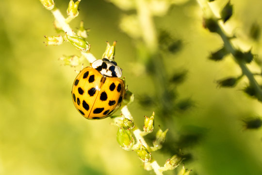 Asian ladybeetle (Harmonia axyridis) on goat's beard (Aruncus, dioicus) - from above