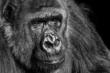 Naklejka premium gorilla