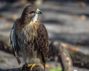 Falcon 