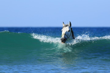 Schimmel schwimmt im Meer