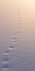 Old footsteps in snow