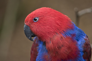 eclectus parrot